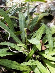 Stenoglottis fimbriata