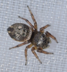 Heliophanus agricola