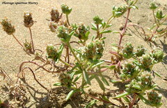 Plantago squarrosa