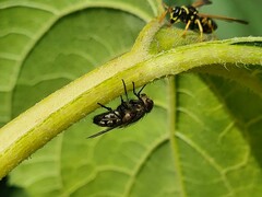 Pollenia rudis