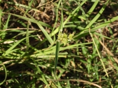Cenchrus spinifex