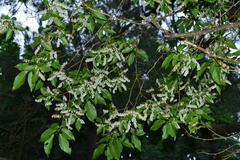 Lyonia ovalifolia