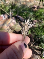 Bromus rubens