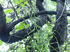 Viscum articulatum