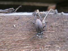 Carabus