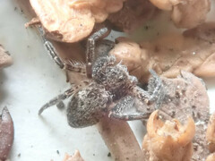 Philodromus emarginatus