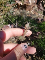 Bromus rubens