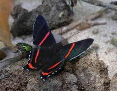 Ancyluris