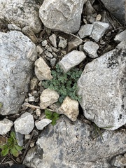Lamium