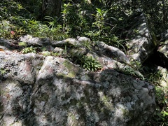 Stenoglottis fimbriata