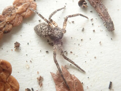 Philodromus emarginatus
