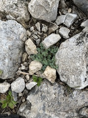 Lamium