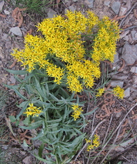 Senecio serra