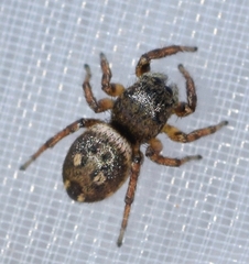 Heliophanus agricola