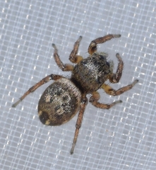 Heliophanus agricola