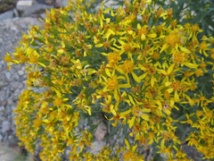 Senecio serra