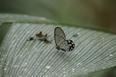 Pseudohaetera hypaesia