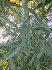Senecio serra