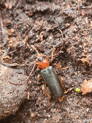 Phymatodes testaceus