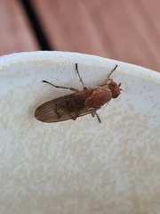 Suillia variegata