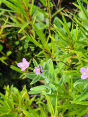 Diplazon laetatorius