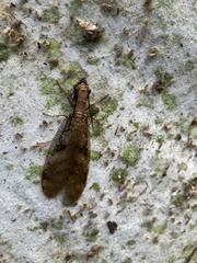 Corydalus flavicornis