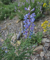 Lupinus sericeus