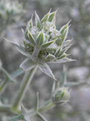 Echinophora spinosa