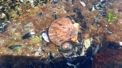 Aequipecten tehuelchus