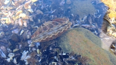 Aequipecten tehuelchus
