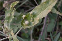 Ditylenchus phyllobius