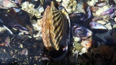 Aequipecten tehuelchus