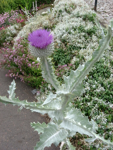 cotton thistle