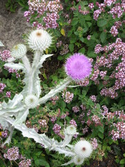 Onopordum acanthium