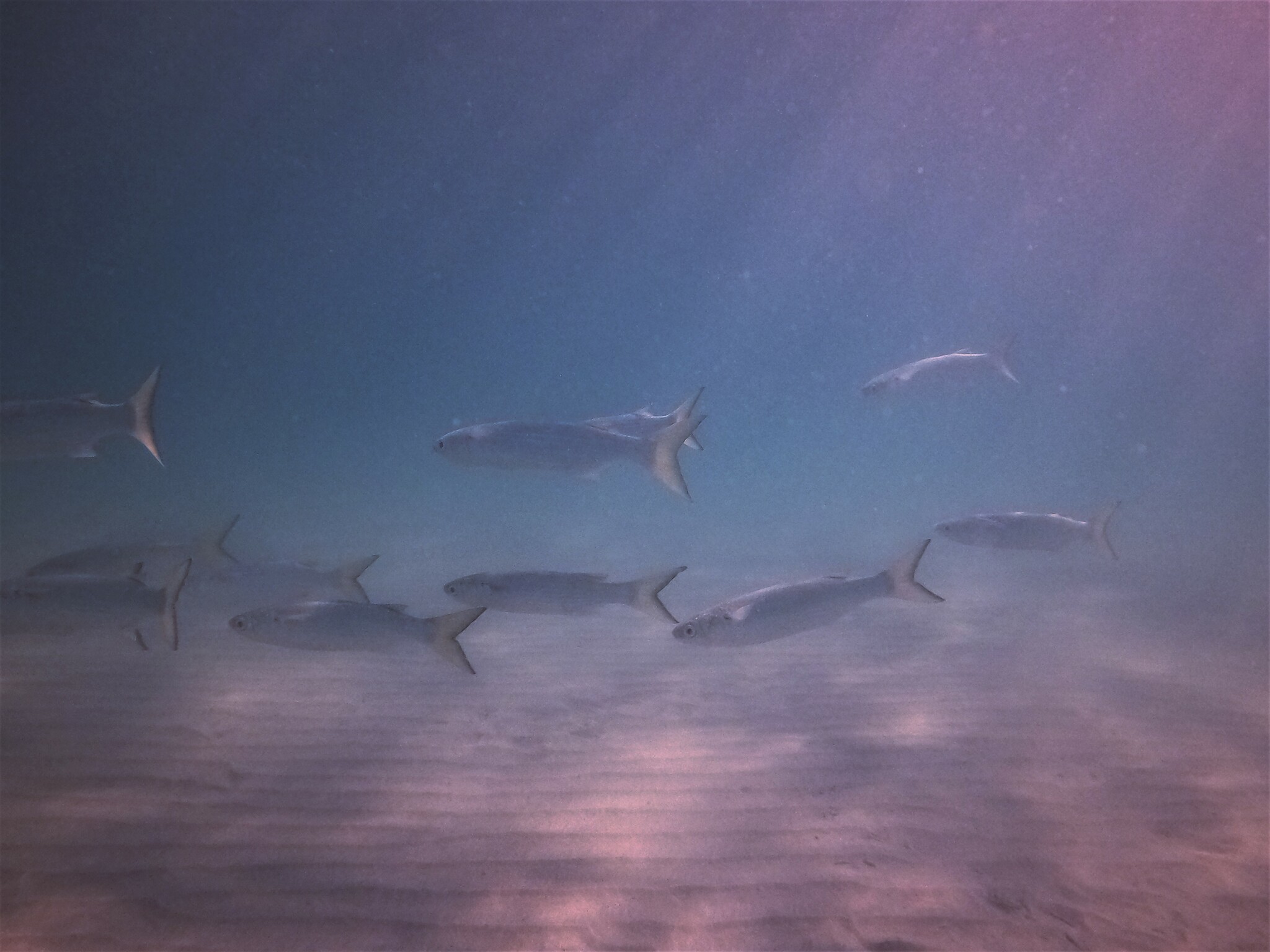 belanak, beyah, black mullet, bouri, bully mullet, callifaver mullet, cipal, common mullet, flathead grey mullet, flathead mullet, gewöhnliche meeräsche, grey mullet, harder, haskefal, lisa, muge, mulet, mulet cabot, mullet, sea mullet, striped mullet