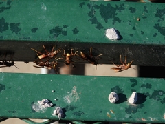 Polistes cavapyta