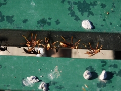 Polistes cavapyta