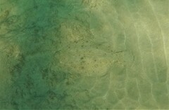 Paralichthys woolmani