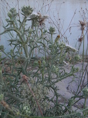 Echinophora spinosa