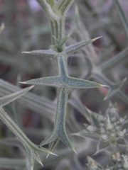 Echinophora spinosa