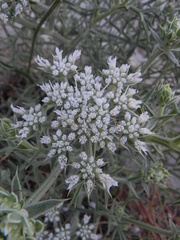 Echinophora spinosa