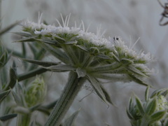 Echinophora spinosa