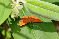 Metacharis ptolomaeus