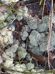 Cladonia evansii