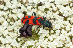 Trichodes umbellatarum