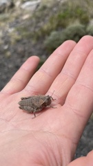 Bufonacris