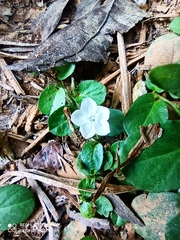 Evolvulus nummularius