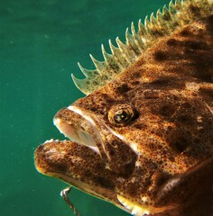 Paralichthys woolmani