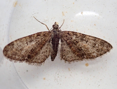 Eupithecia abbreviata