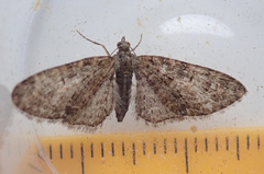 Eupithecia abbreviata